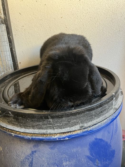 Iepuri berbec german