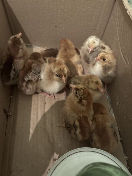 Балапан кученский