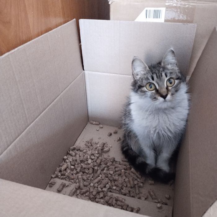 Котёнок в надёжные руки