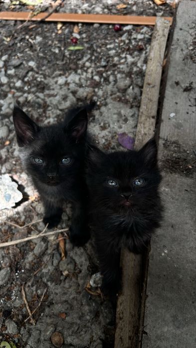 отдам 2 маленьких котят