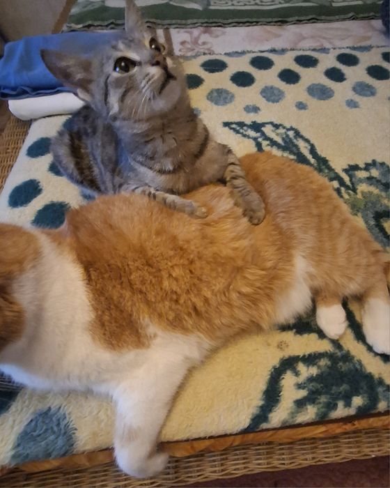 Donez Pisicuț 4luni