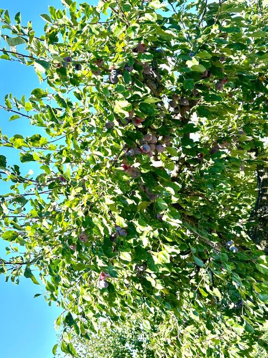 Prune pentru  țuică agen și dublu agen calitate  foarte bună