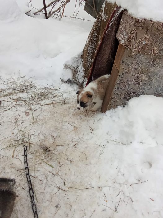 Отдам щенят даром