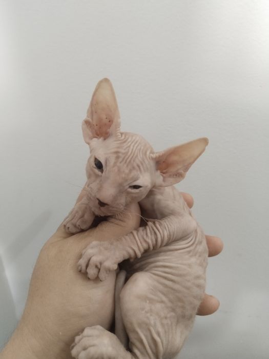 Породистая кошка донский сфинкс