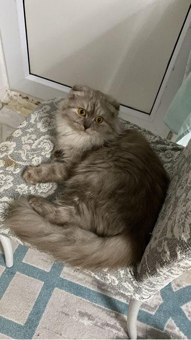 Мысық, кот кошки