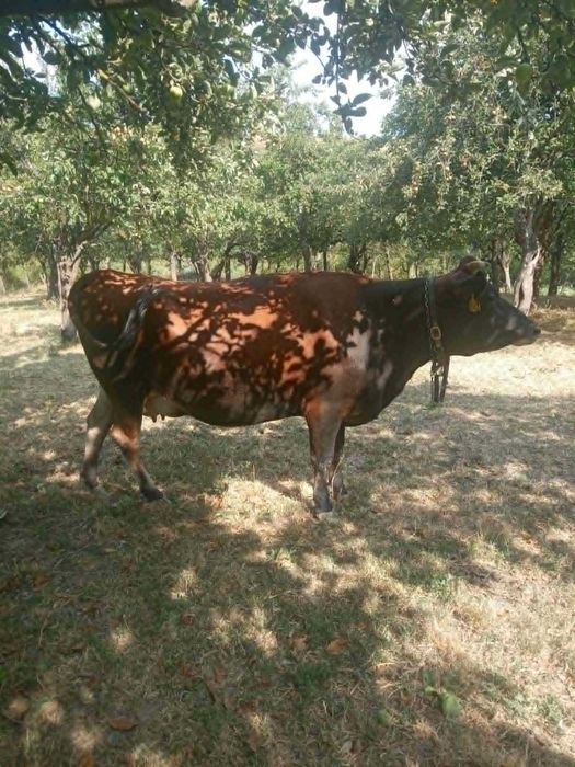Vaca Jersey 3 ani