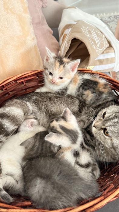 Отдам в добрый руки котят
