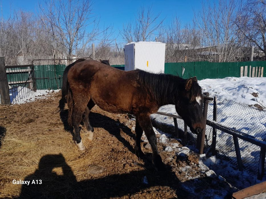 Кобыла с жеребенком