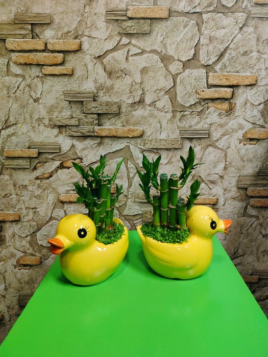 Комнатные растения для дома