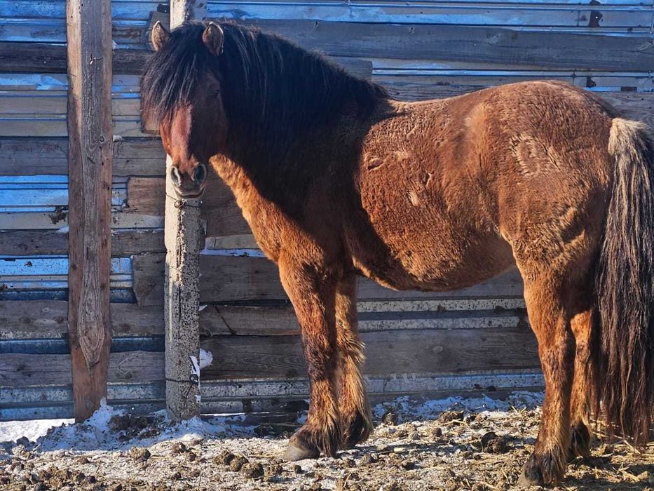 Продаются айгыры