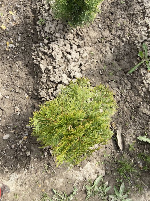 Туя западная 'Смарагд' продается