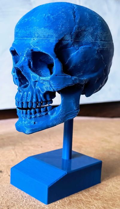 3D принтиран анатомичен череп – детайлен и стилен декор