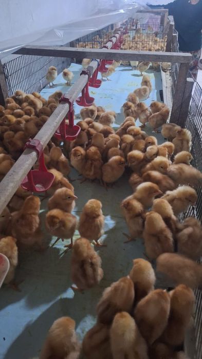 Хасики цыплята 3 дневные