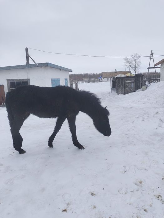 Продам жеребчика, жибагы 250 тыс