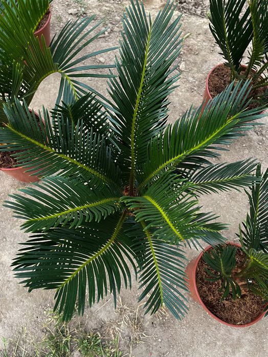 Palmieri cycas revoluta