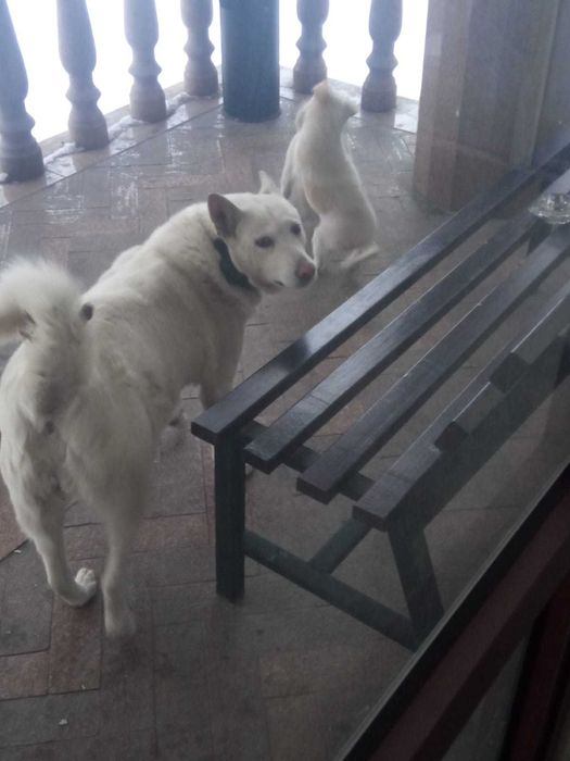 Щенки 2 месяца мать лайка