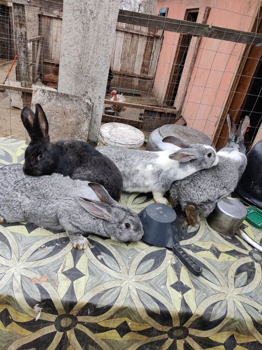 Vând iepuri încrucișați Hycole × Californian × Uriaș German