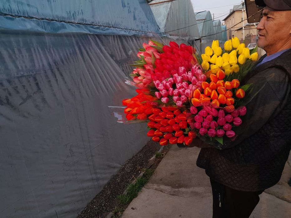 Тюльпаны для подарков