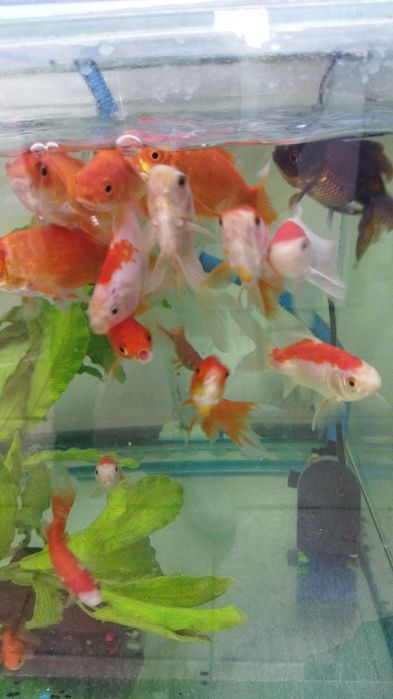 Аквариум алматы купить.НавоиФрунзе