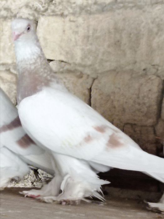Продаются голуби