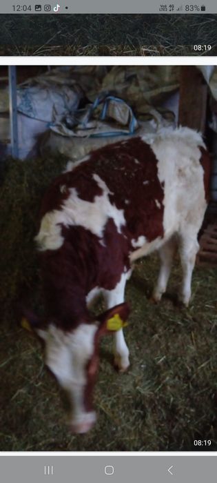 Vand 2 vitei pret 23/kg