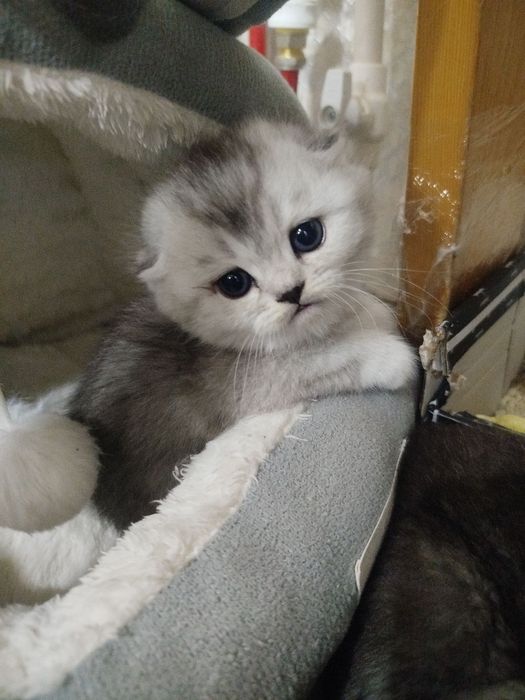 Shotlandski parodali mushucha srochna sotilad