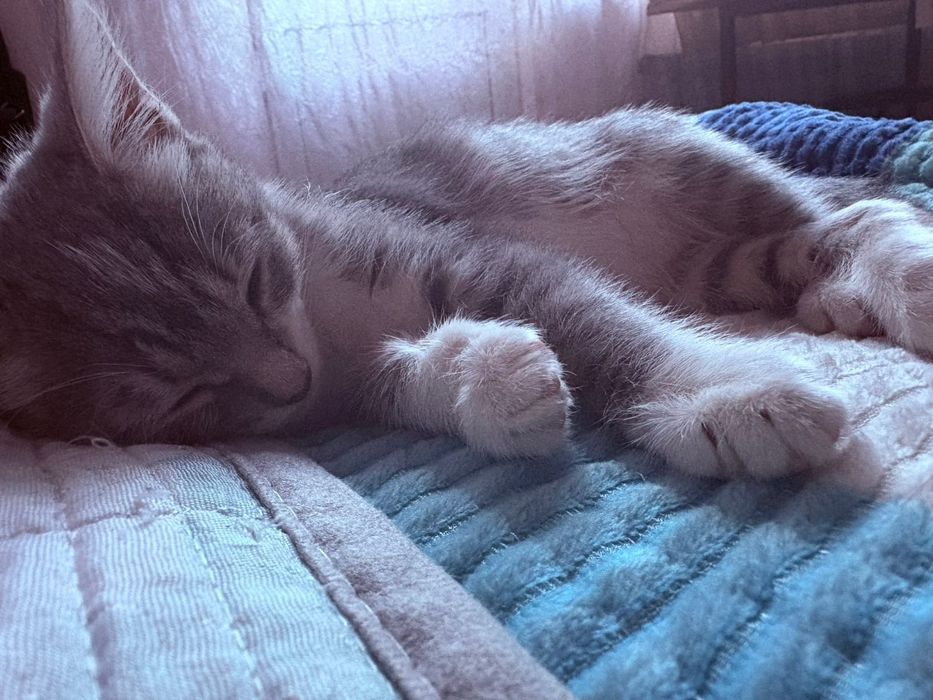 Кошечка, 5 месяцев