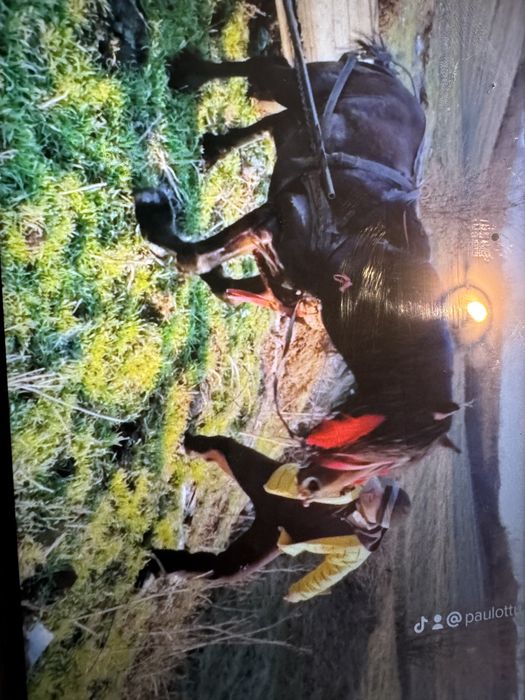 Vand iapa si armasar