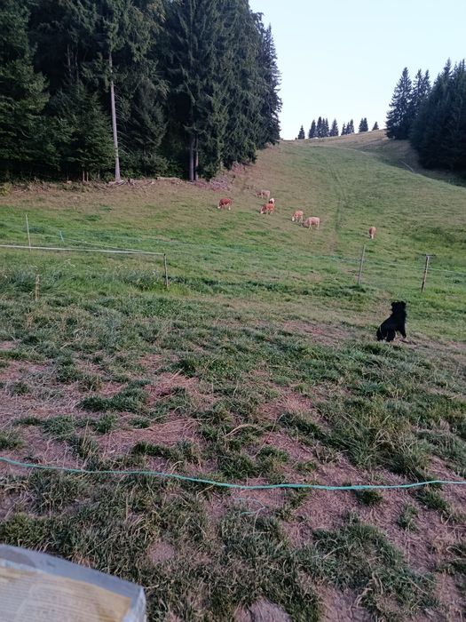 Vand 3 vaci gestante în 7 luni