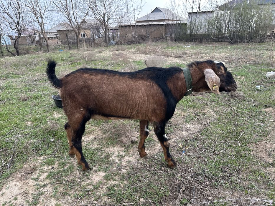 Теке ешкі козел сатылады