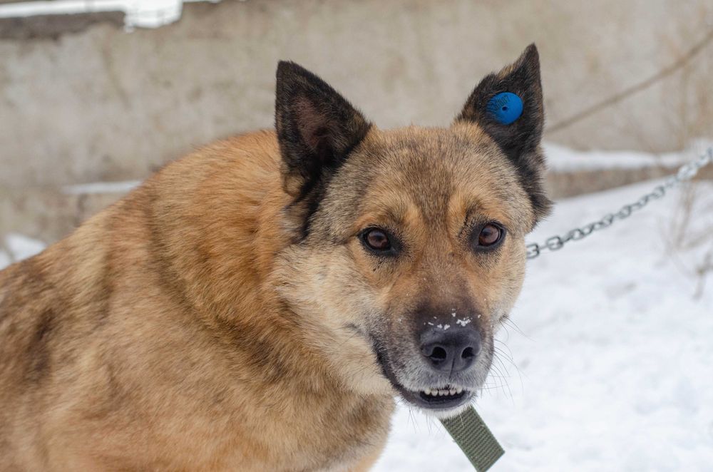 Собаки приюта в поиске дома