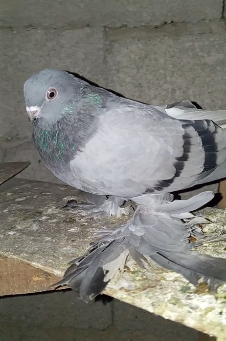 Голуби животные птицы