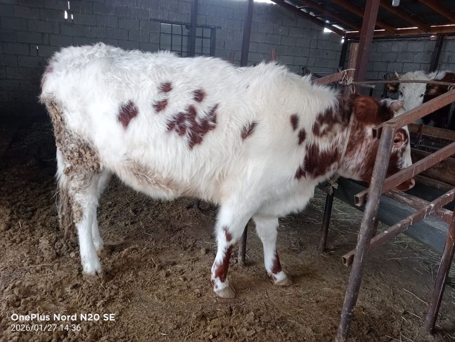 Здравствуйте Продам скот