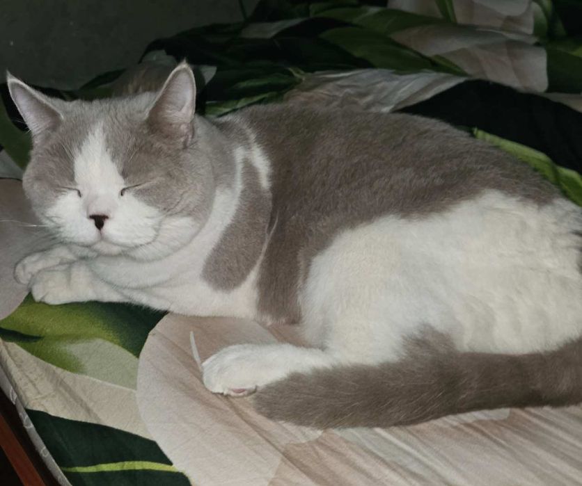 Зоогостиница для домашних питомцев