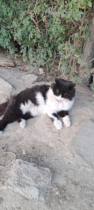 Отдам в добрые руки кошку