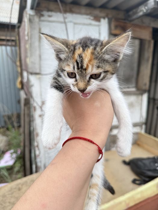 Отдам котенка в добрые руки