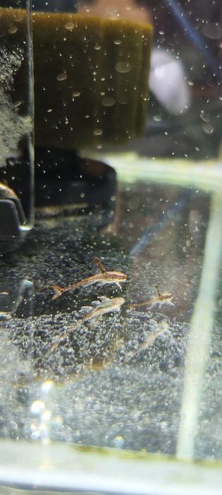 Стурисомы Панамская 50000