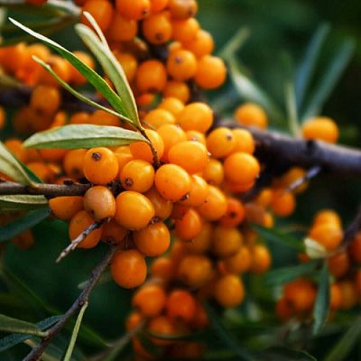 Облепиха саженец