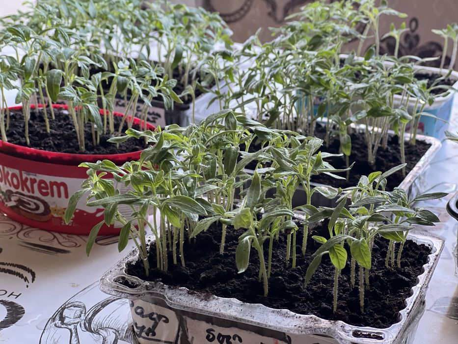 Рассада помидор для пекировки