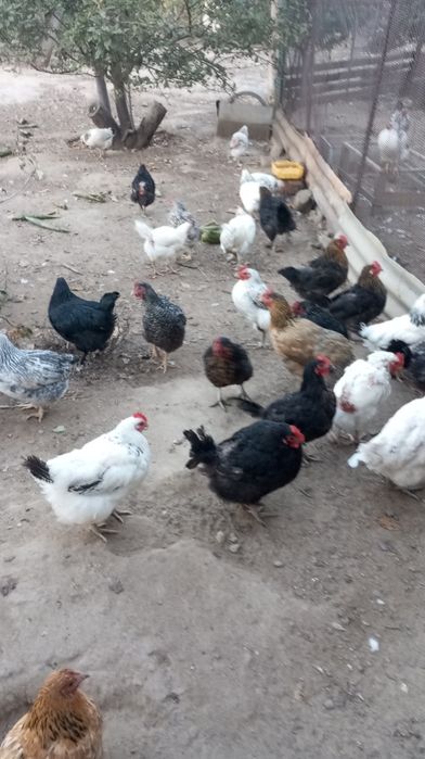 Куры продам домашние 50 щтук