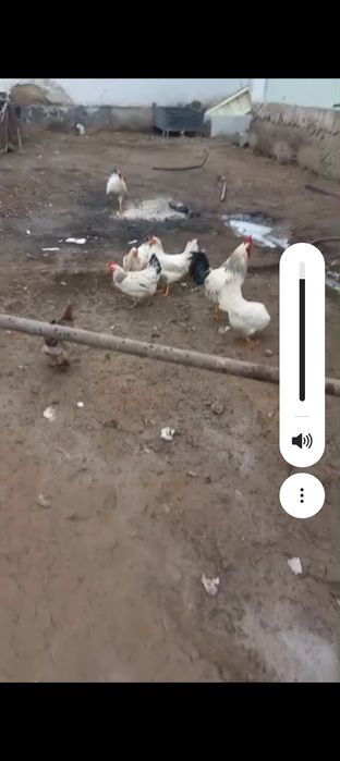 Адлер тауық қораздардің