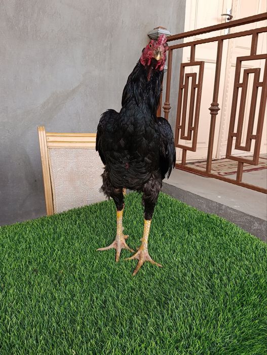 Dakan xoroz sotiladi