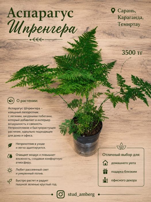 Хамедорея,гименокаллис,аспарагус