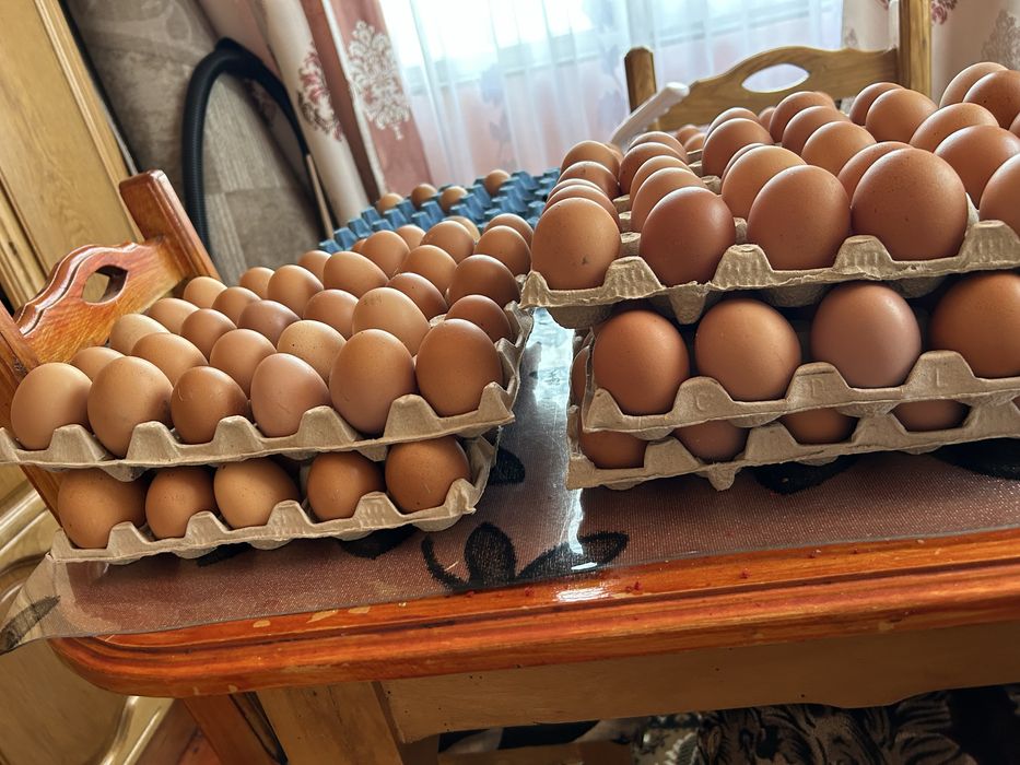 Vând ouă de casă