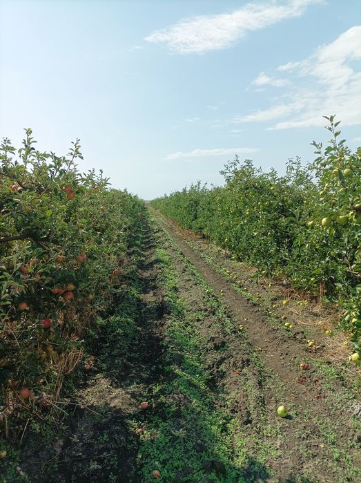 Ябълкова градина