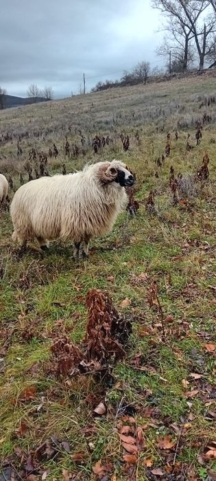 Berbec breaz de vânzare