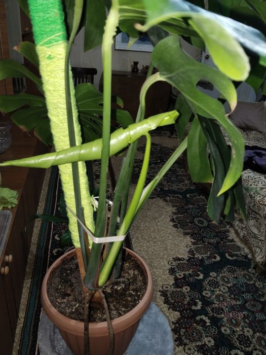 Продаются домашние цветы