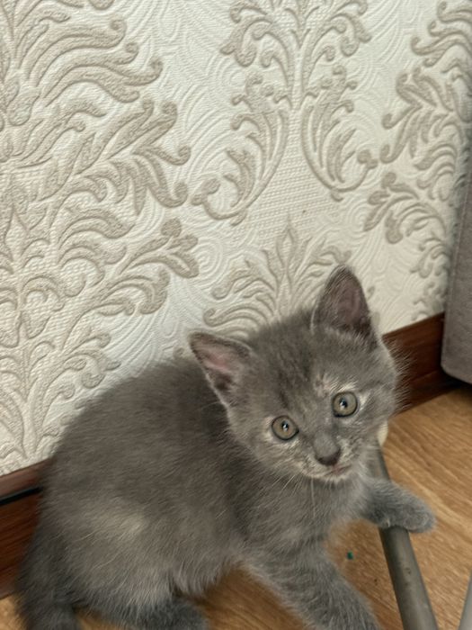 котенки 2мальчика 1девочка