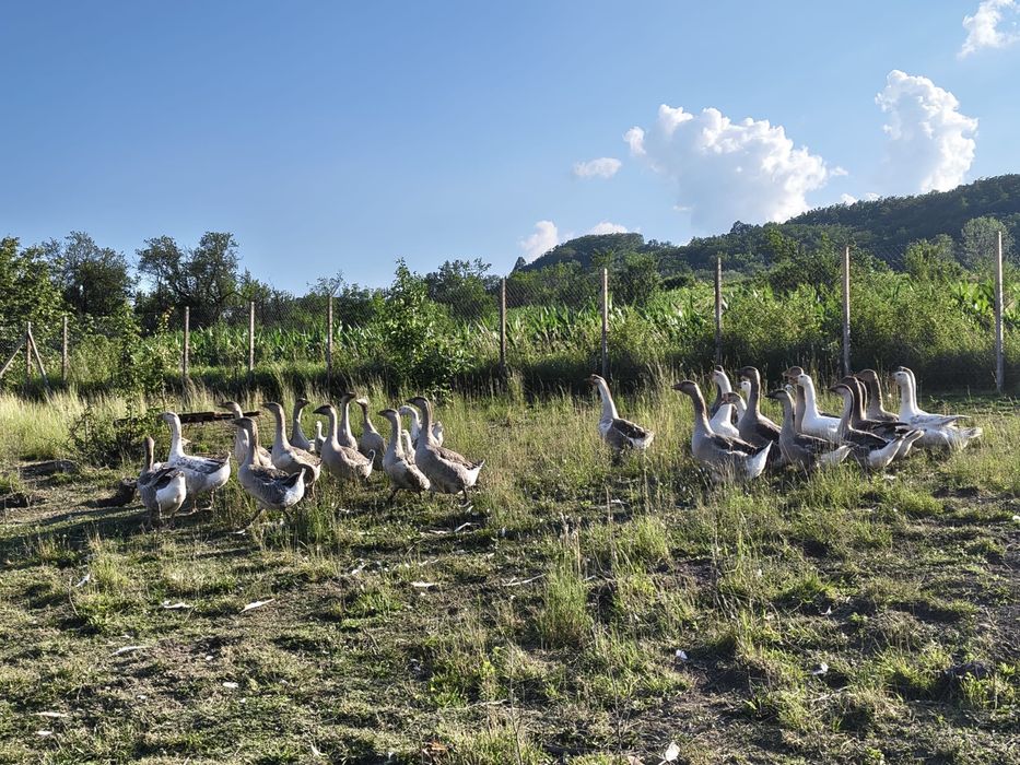 Gâște de vânzare