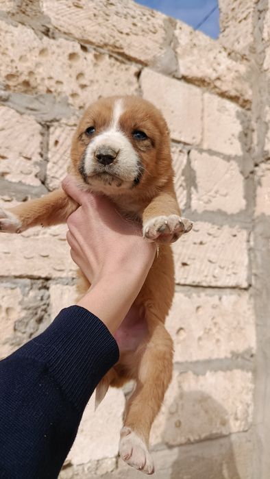 Ұрғашы күшіктер әдемі